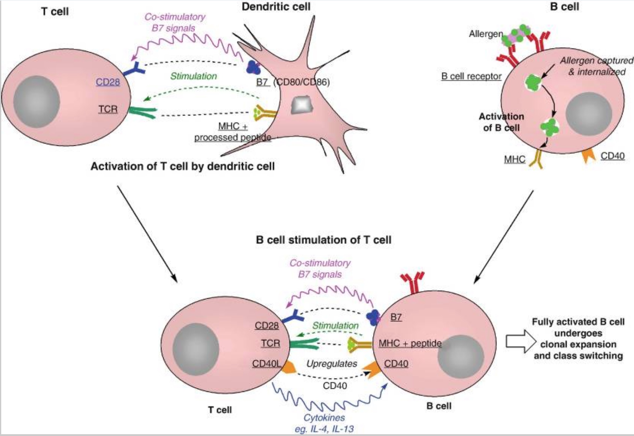 image showing how dendritic cells activate T cells and B cells