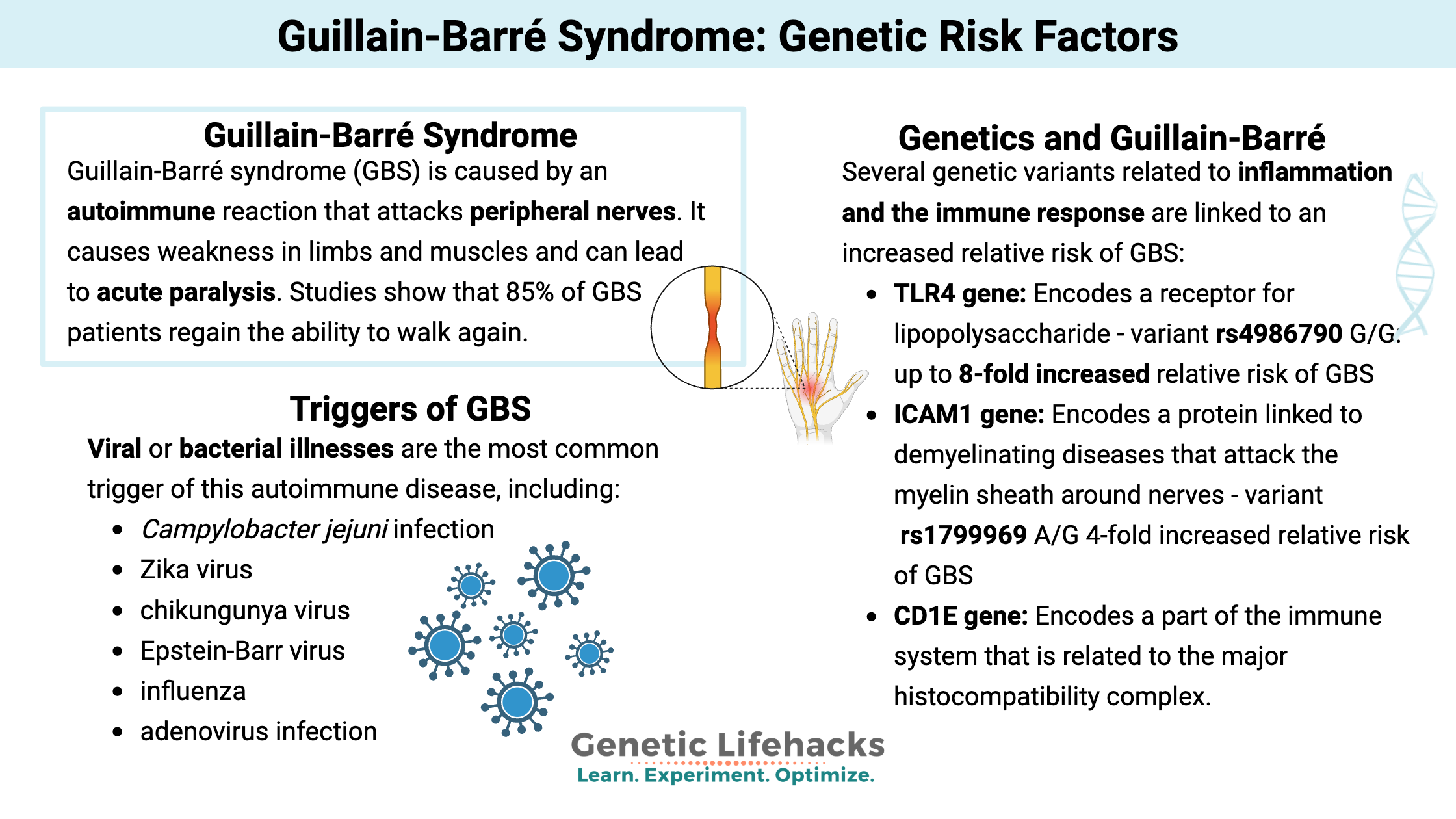 Guillain-Barré Syndrome: Genetic Risk Factors