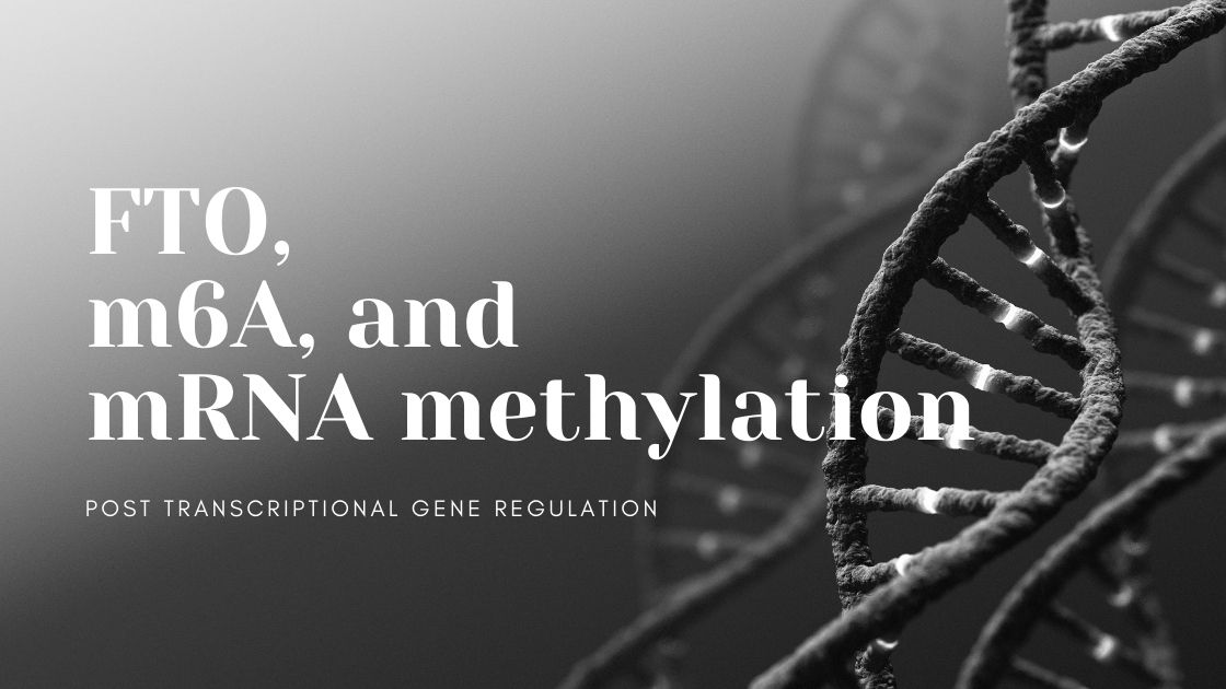 FTO is more than just an obesity gene