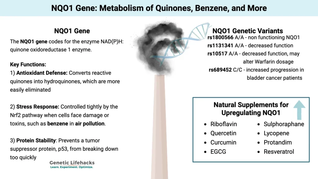 Diagram showing NQO1 Gene_ Metabolism of quinones, benzene, and more