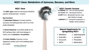 Diagram showing NQO1 Gene_ Metabolism of quinones, benzene, and more