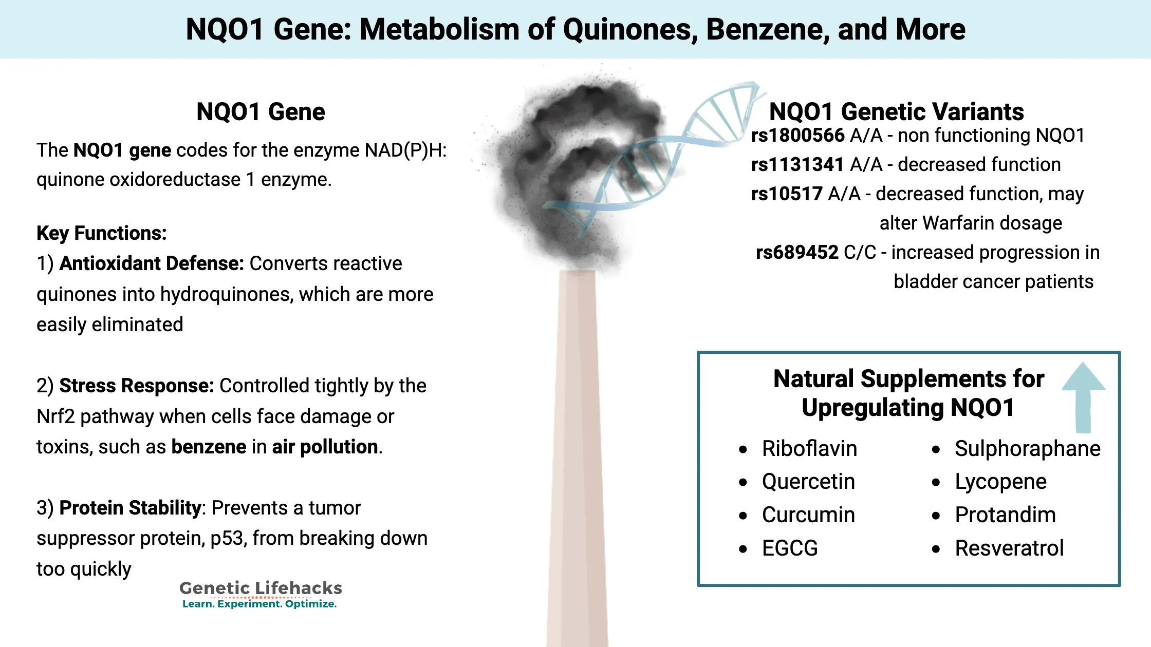 Diagram showing NQO1 Gene_ Metabolism of quinones, benzene, and more