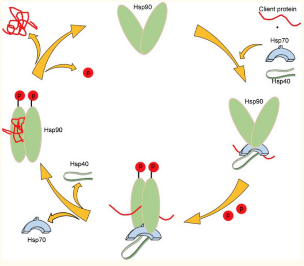 Heat Shock Proteins Cellular Resilience Biology Diagrams