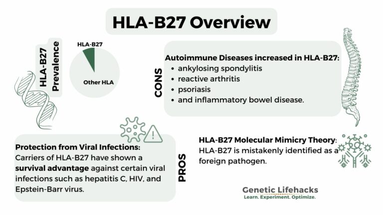 HLA-B27: How to check your genetic raw data - Genetic Lifehacks
