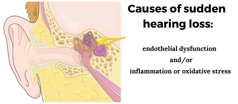 causes of sudden hearing loss include endothelial dysfunction and inflammation - image of inner ear
