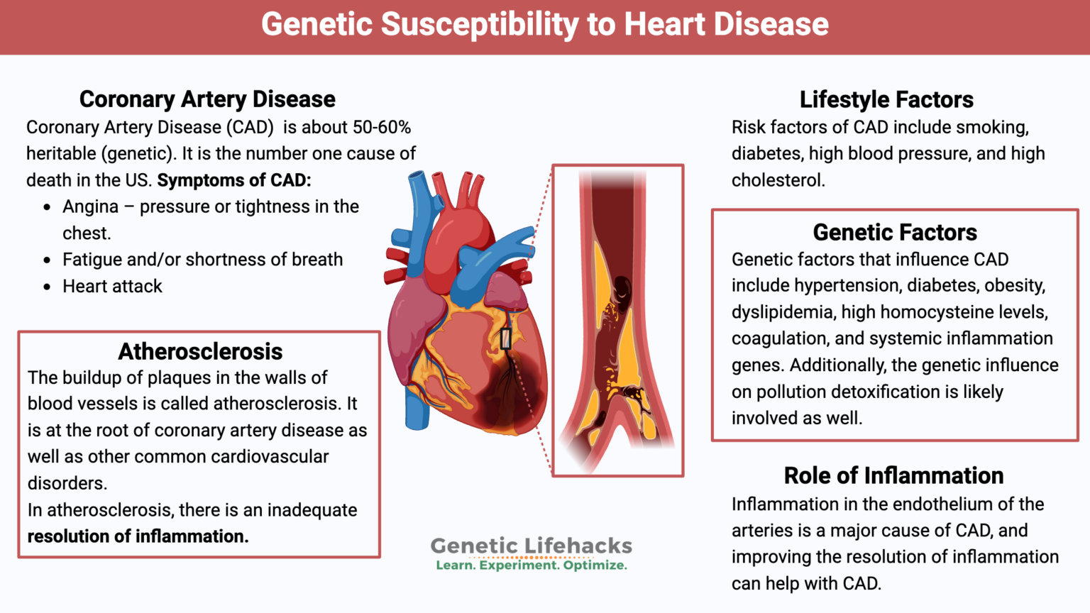 Coronary Artery Disease: Genetic Susceptibility to Heart Disease