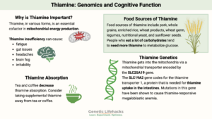 Thiamine Genetics, foods high in thiamine, thiamine transporters