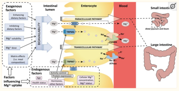 Magnesium Absorption Is Enhanced By The Presence Of