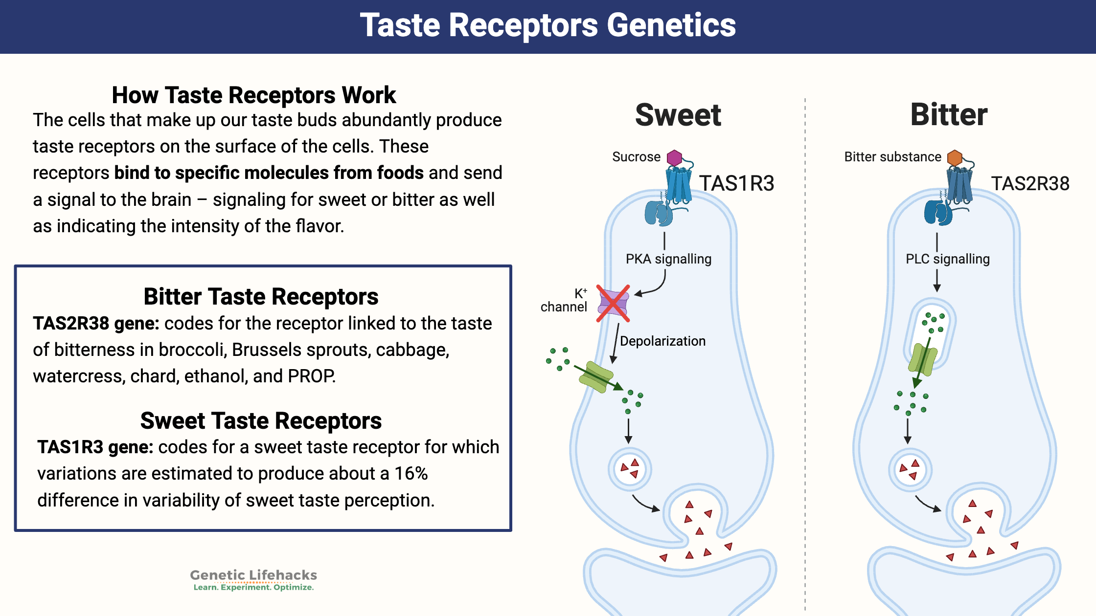 Taste Receptors Genetics, how taste receptors work