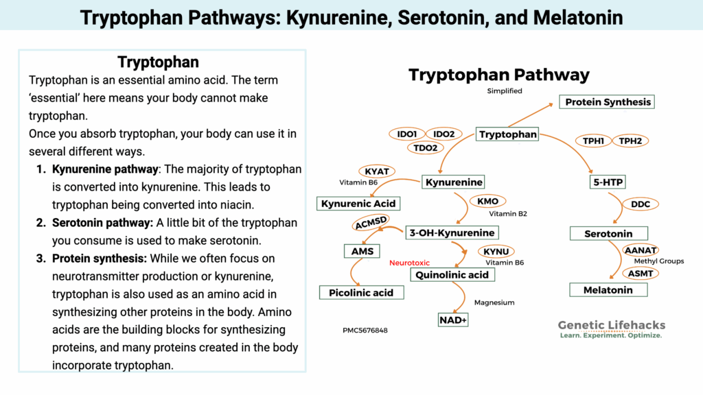 Tryptophan Pathways: Kynurenine, Serotonin, and Melatonin