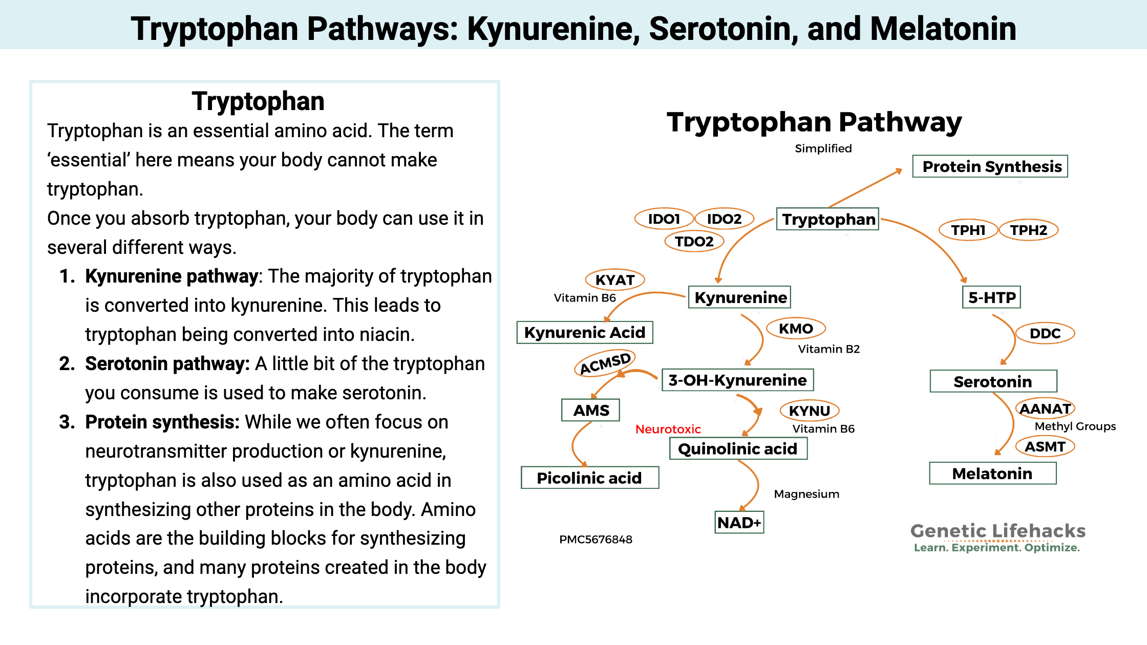 Tryptophan Pathways: Kynurenine, Serotonin, and Melatonin