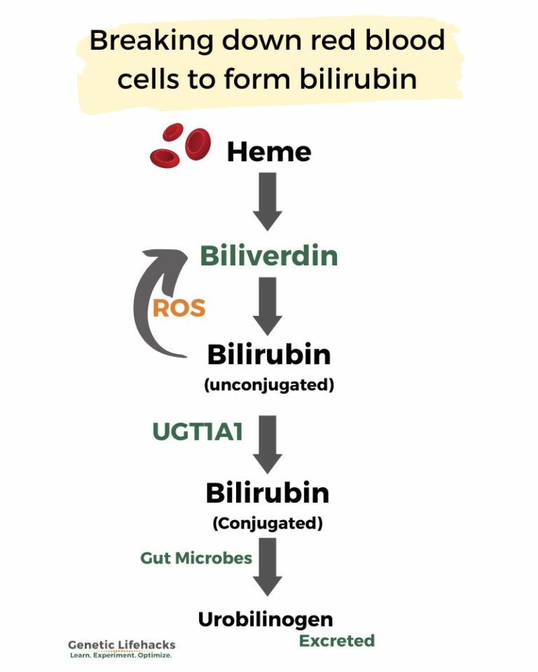 Gilbert's Syndrome A Disorder Causing High Bilirubin