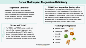 Genes That Impact Magnesium Deficiency, magnesium transport and magnesium reuptake, foods high in magnesium