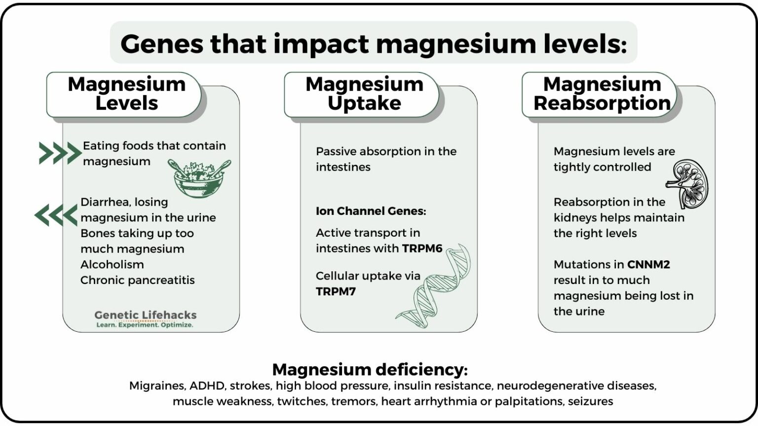 Magnesium deficiency? Genes that Impact Magnesium Levels