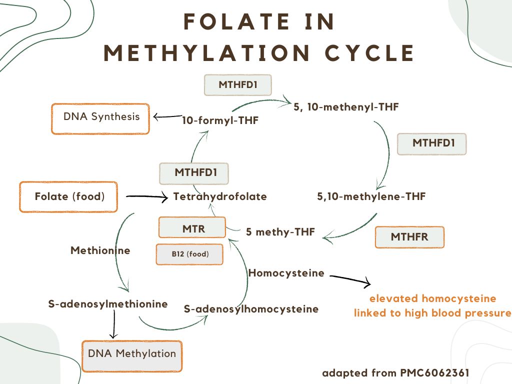 Blood Pressure MTHFR And Riboflavin