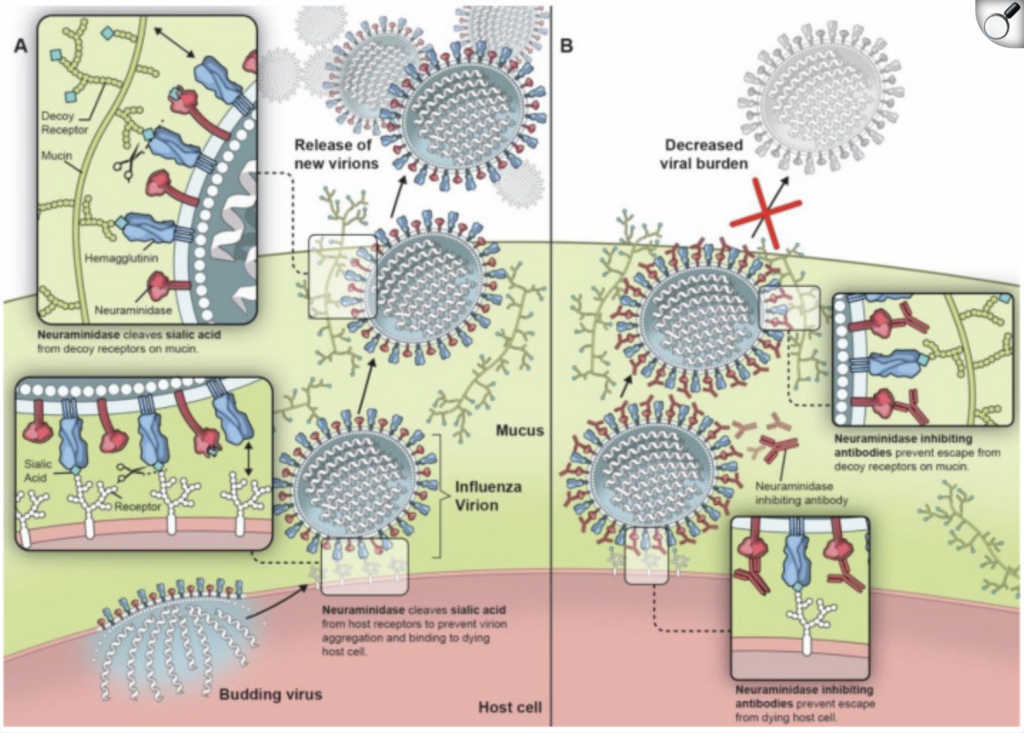 Flu Season: Genetics and Your Immune Response