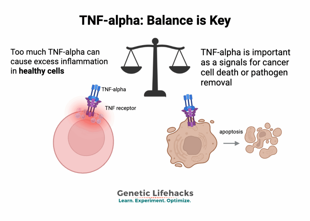 Tnf Types TNF-alpha Gene Variants: Inflammation, Chronic Diseases, and Genetic ...
