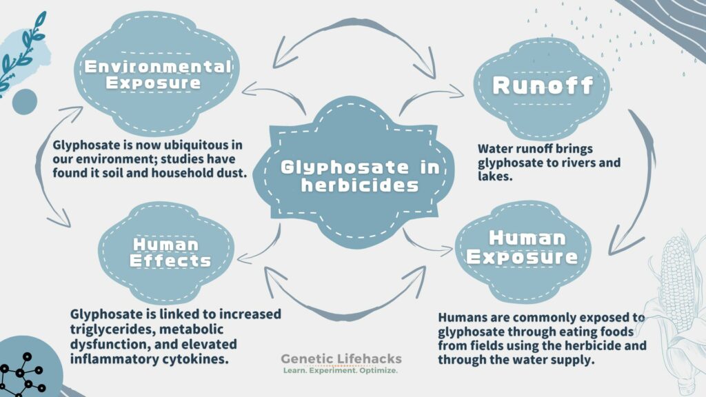 Glyphosate Exposure and the Impact on Our Health Lifehacks