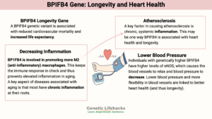 BPIFB4 Gene: Linked to Longevity and Heart Health