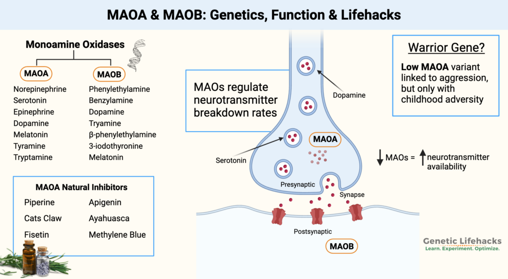Diagram showing how MAOA and MAOB enzymes regulate dopamine and serotonin levels.