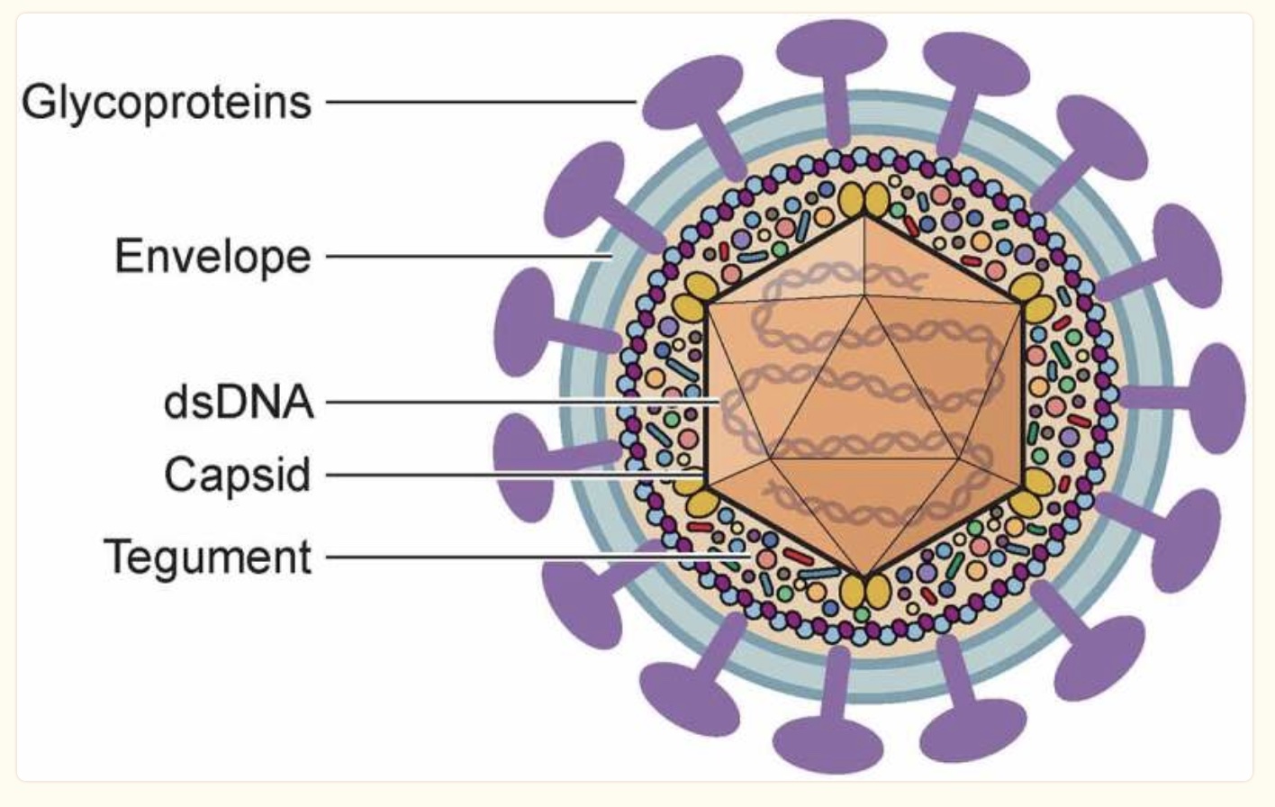 image of the herpes simplex virus, which causes cold sores