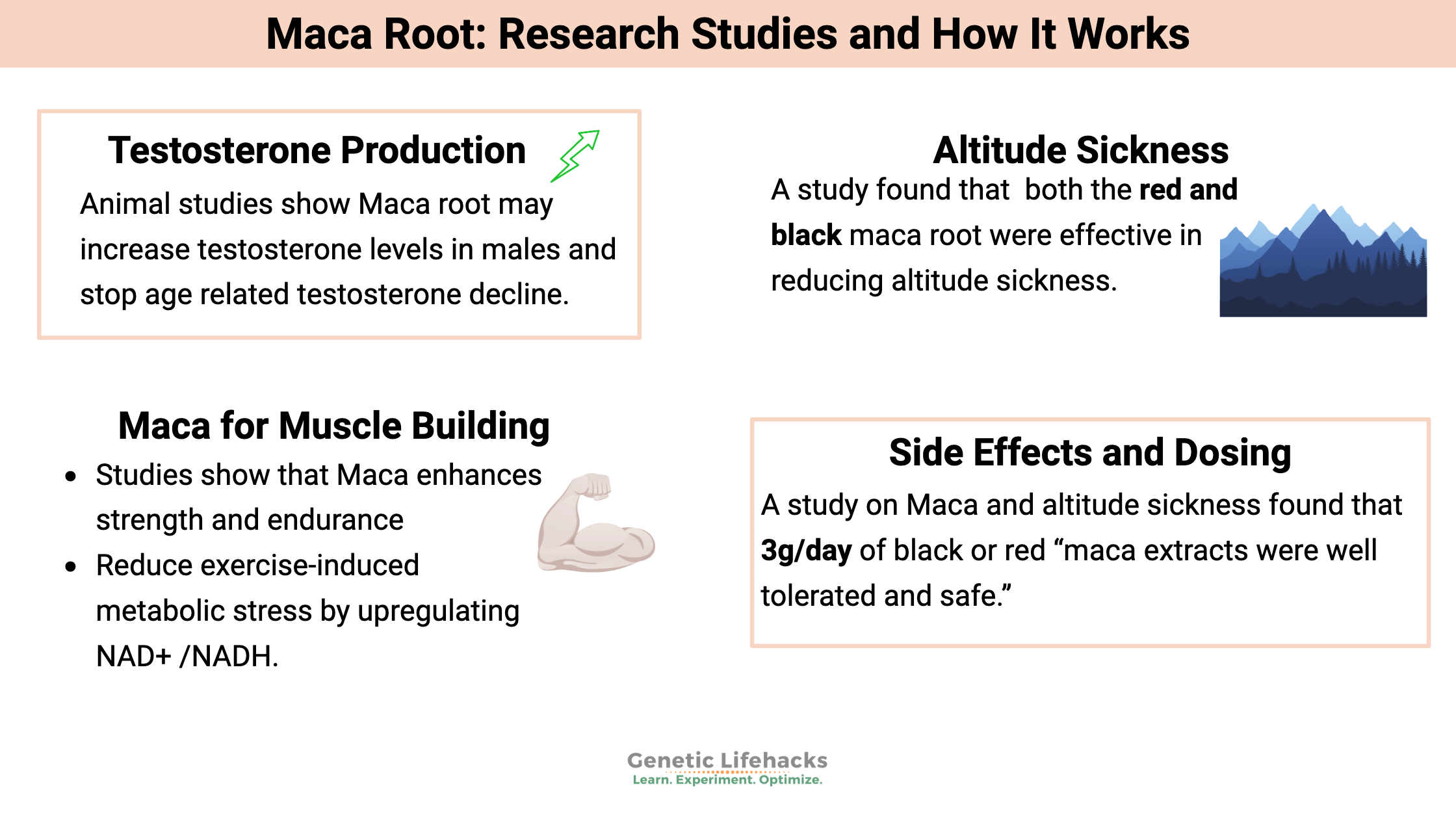 Maca Root: Research Studies and How It Works