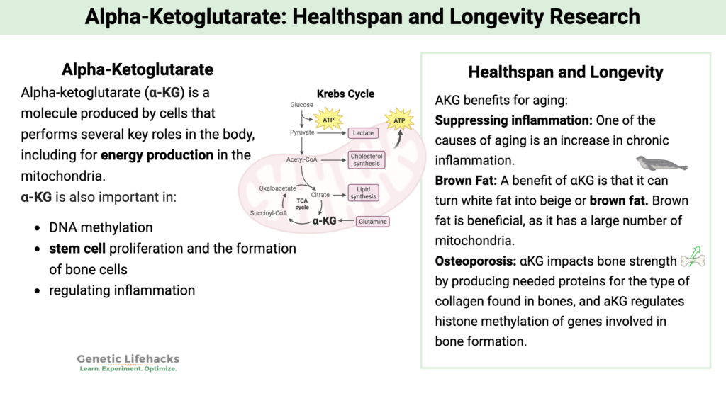 Alpha-Ketoglutarate: Healthspan and Longevity Research