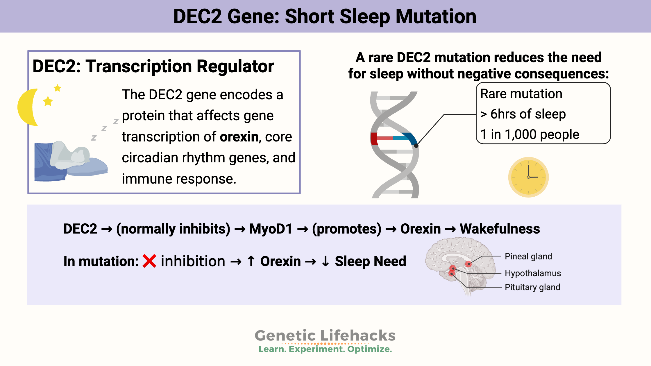 A mutation in DEC2 decreases the amount of sleep needed.