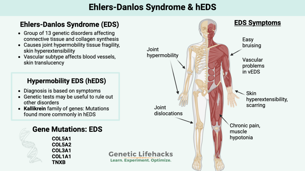 Ehlers-Danlos Syncrome, symptoms, genetics of hEDS