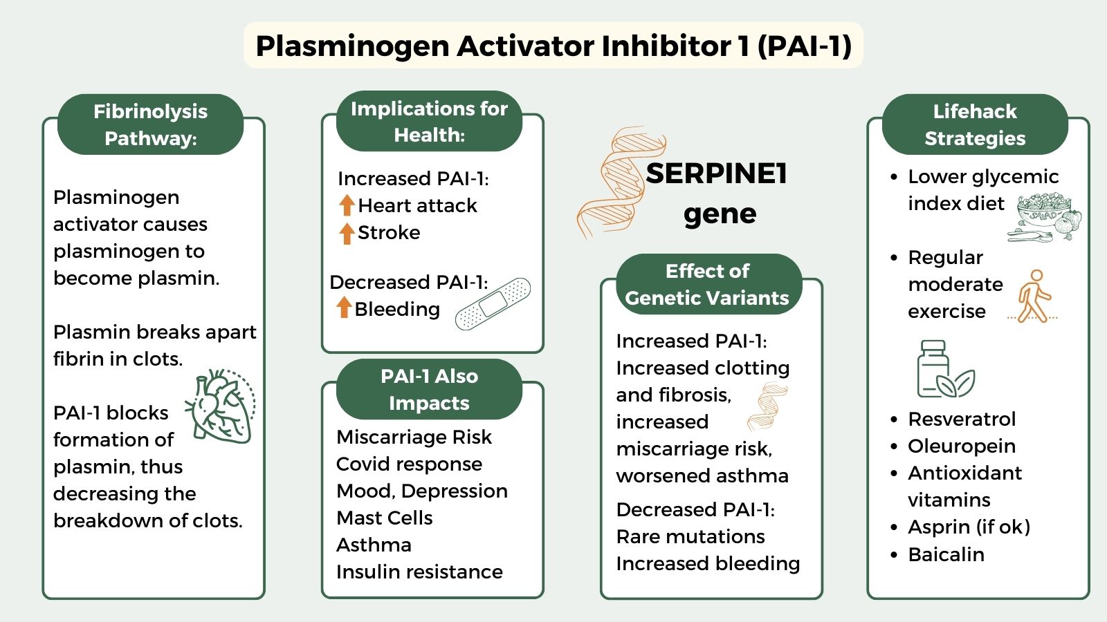 Plasminogen activator inhibitor-1 production is pathogenetic in