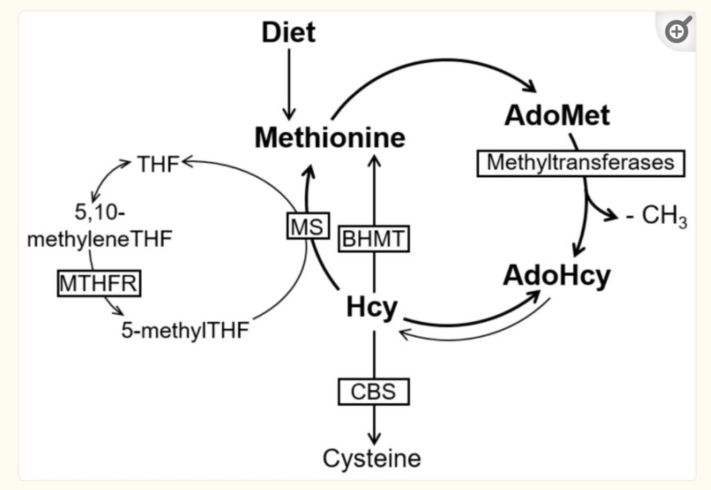 Homocysteine High Homocysteine Levels, and Solutions