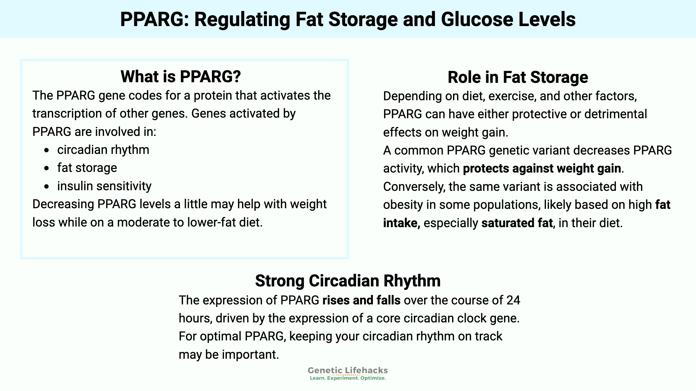 PPARG gene: Regulating Fat Storage and Glucose Levels