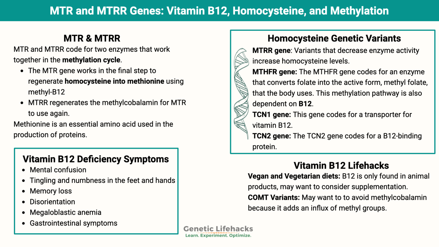 Vitamin B12, MTR & MTRR, and Methylation