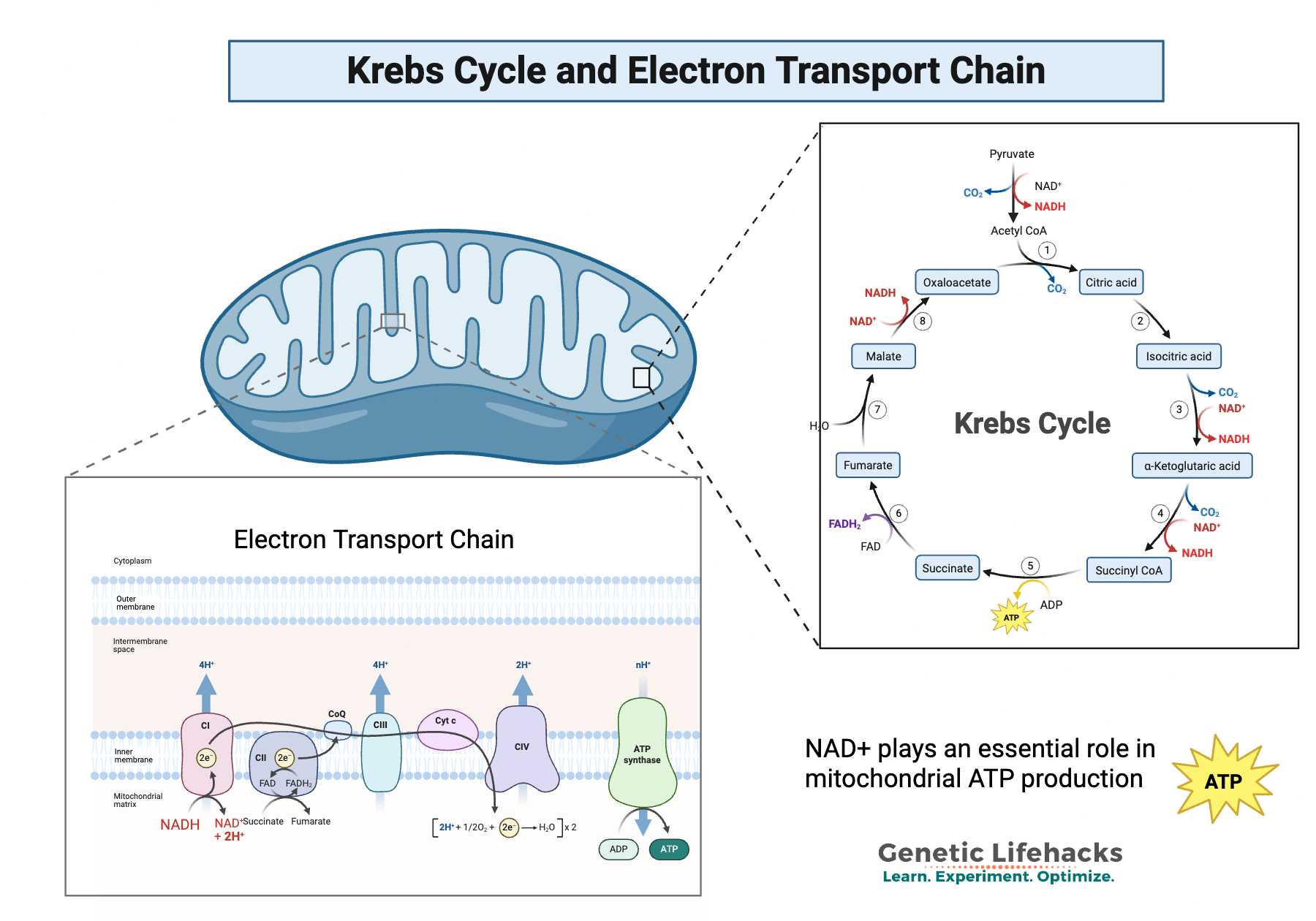 ATP production from NAD+ in mitochondria - created in biorender