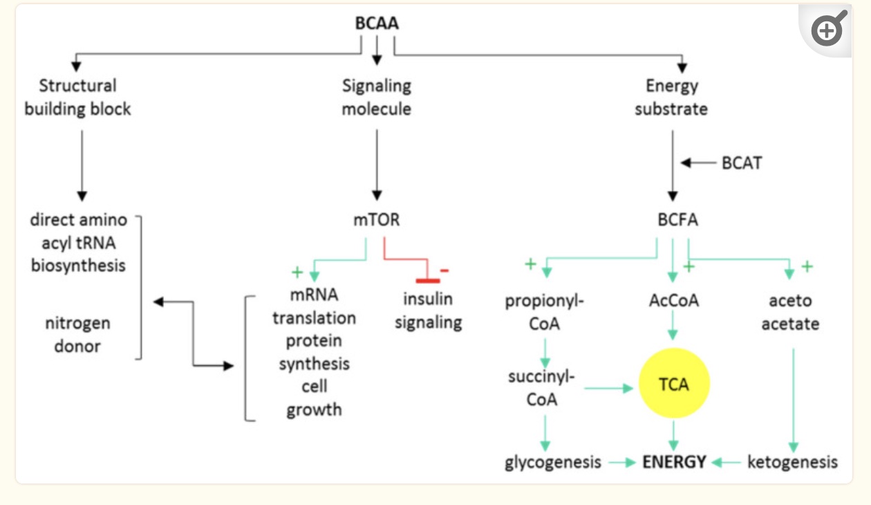 chart that shows how BCAA signaling impacts mTOR, BCAT, and insulin resistance