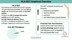 Graphical abstract of how to finding your HLA-B27 type from you 23andMe genetic raw data.