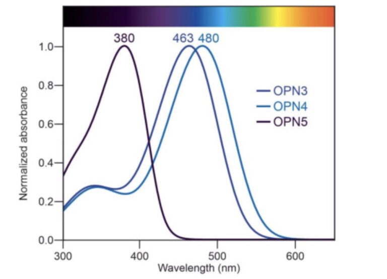 Melanopsin: Light response, Circadian Rhythm, and Blue Light Exposure