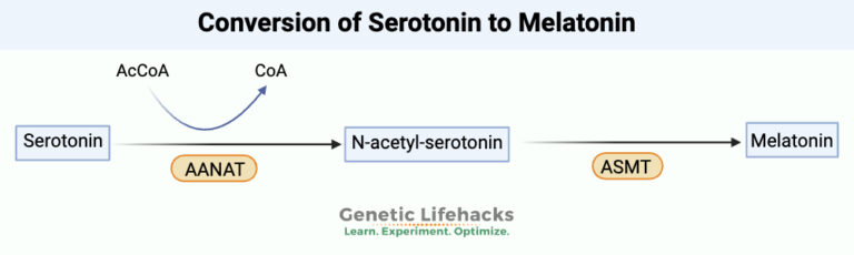 MTHFR Mutation: What is it? How to check your raw data.