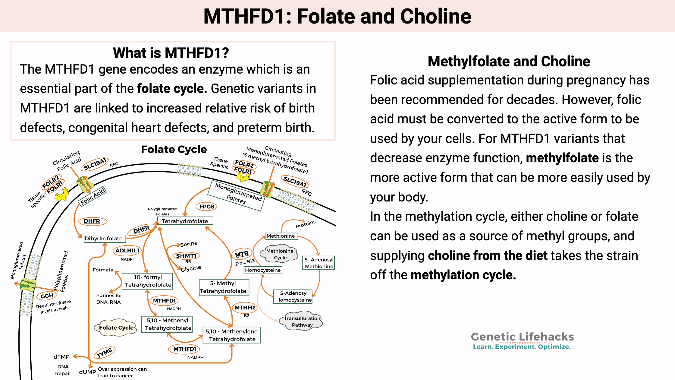 MTHFD1: Folate cycle and Choline