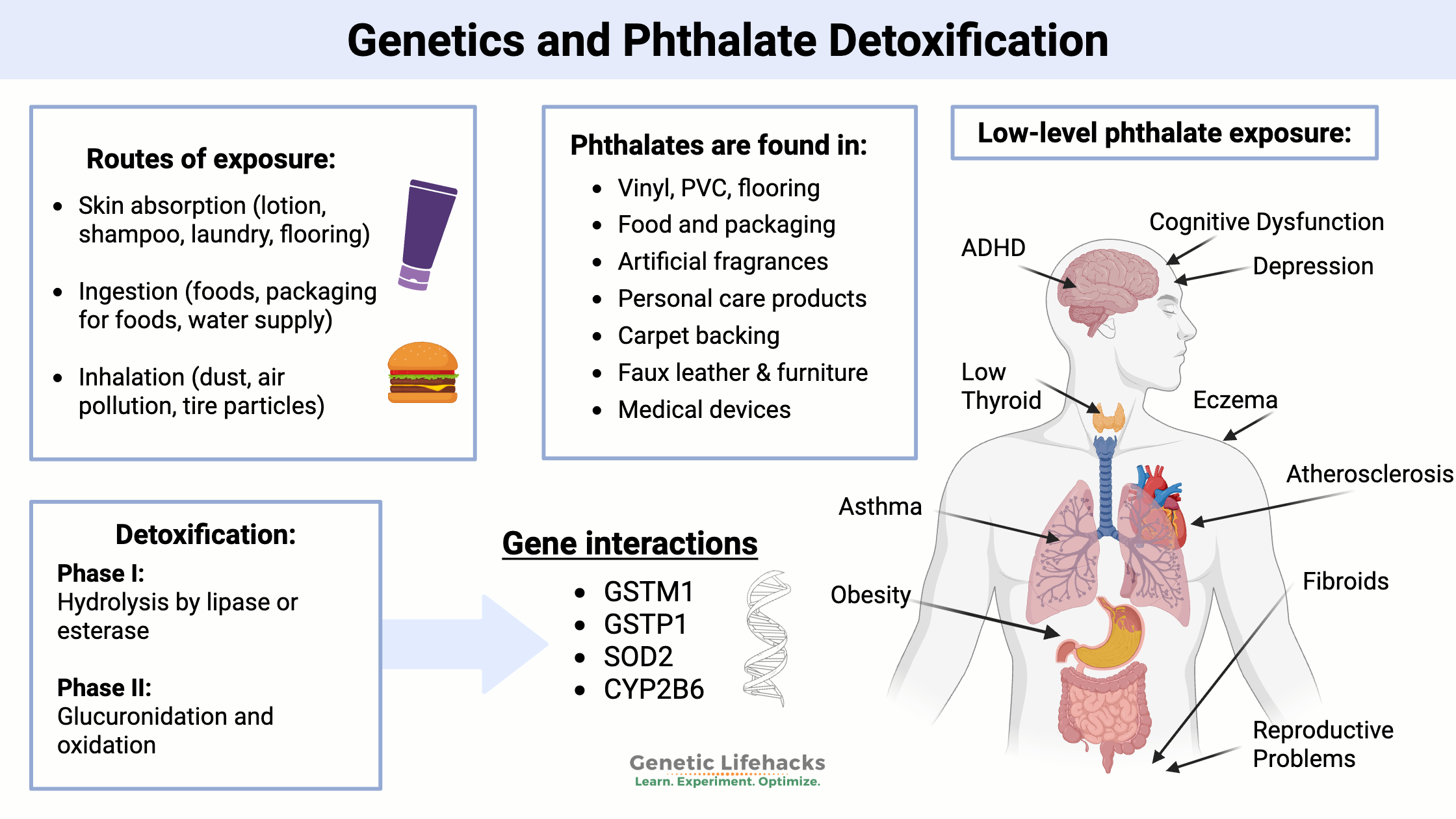 Phthalate detoxification pathway, phthalate genetic interaction, phthalate overview