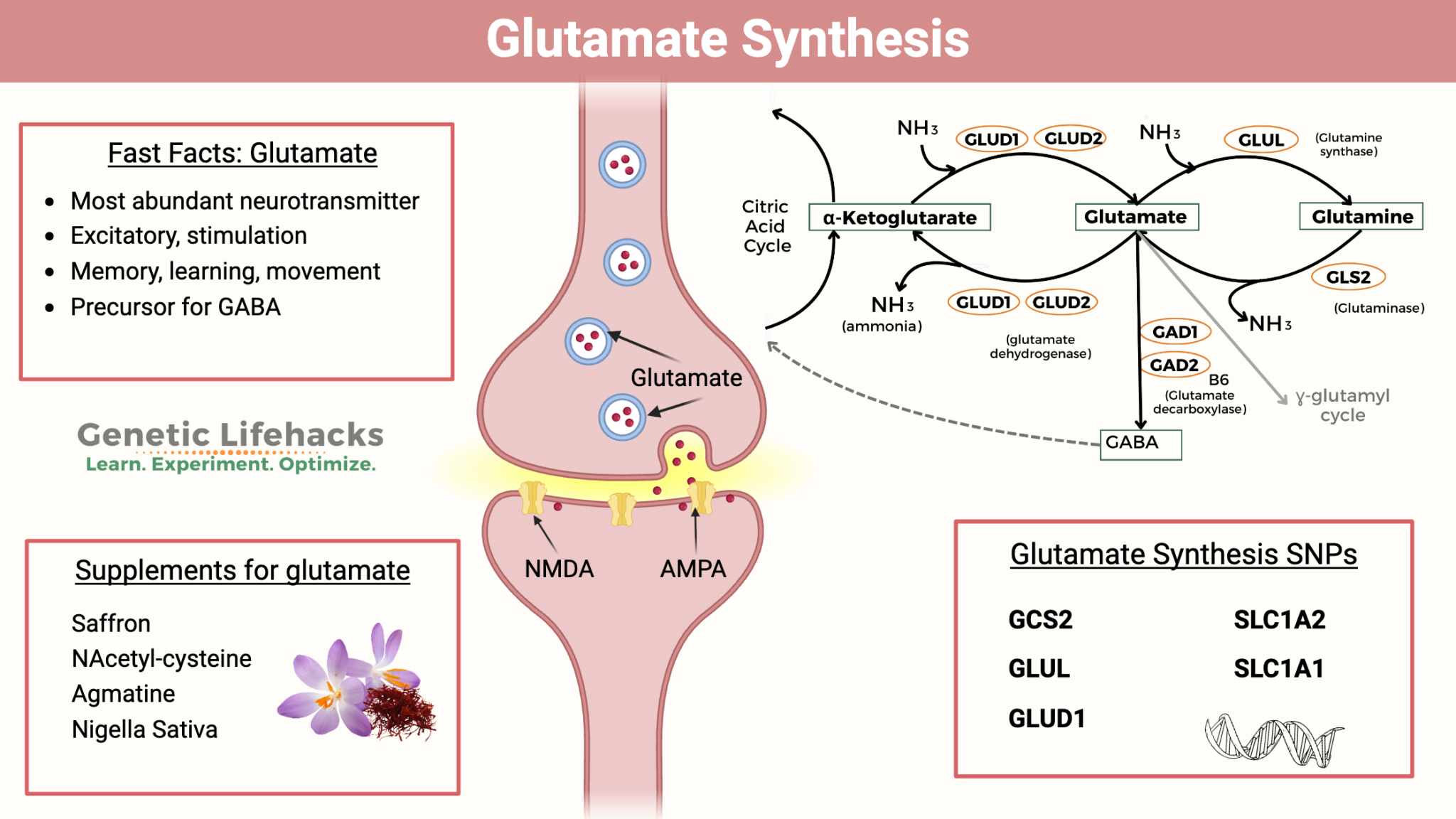 Glutamate: Synthesis, transport, and supplement interactions
