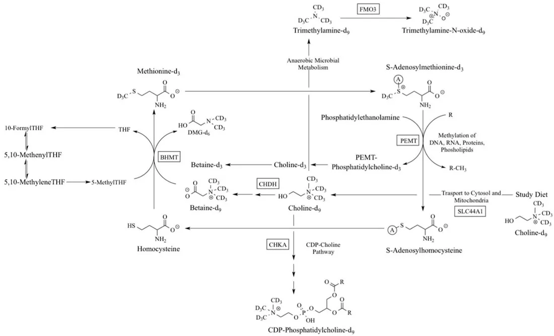 Diagram showing enzymes involved in the conversion and endogenous production of choline. PMC5343788 CC Image