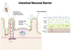 Gut Mucosal Barrier & Mucin Genes: Diet and DNA Shape Your Gut Defense