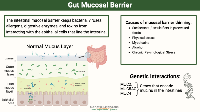 Gut Mucosal Barrier & Mucin Genes: Diet and DNA Shape Your Gut Defense
