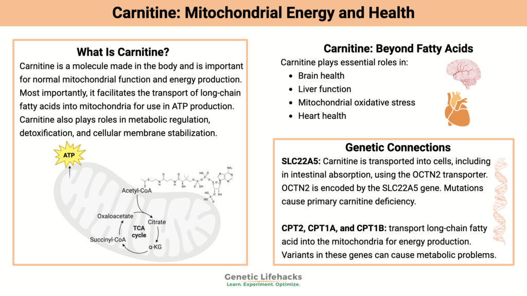 Carnitine and genetic mutations that affect the function of mitochondrial energy created in biorender
