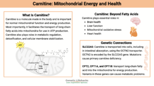 Carnitine and genetic mutations that affect the function of mitochondrial energy created in biorender