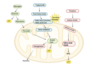 Carnitine: Genetic Variants Affecting Mitochondrial Energy and Health
