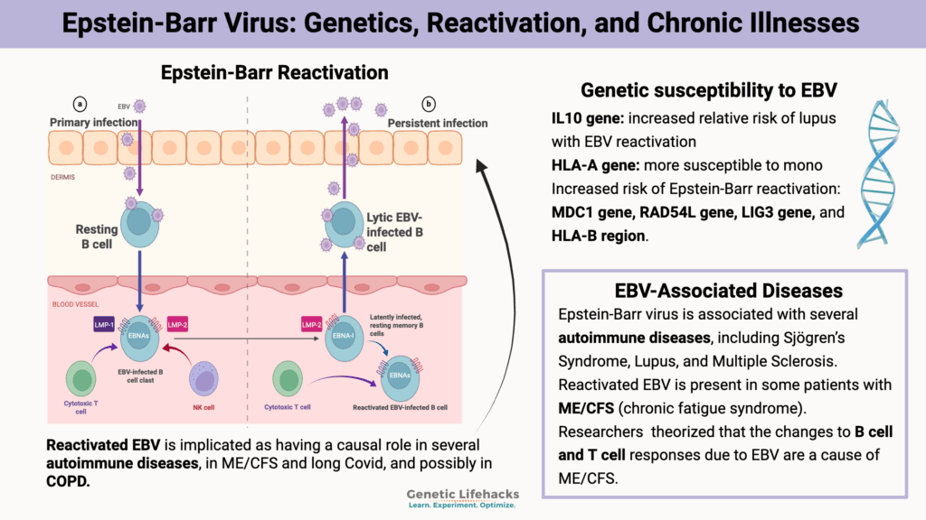Epstein-Barr Virus: Genetic interactions, Reactivation, and Chronic Illnesses