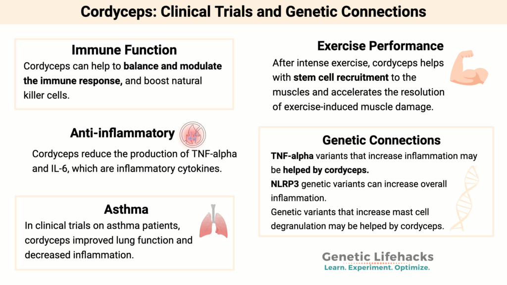 Cordyceps: Clinical Trials and Genetic Connections
