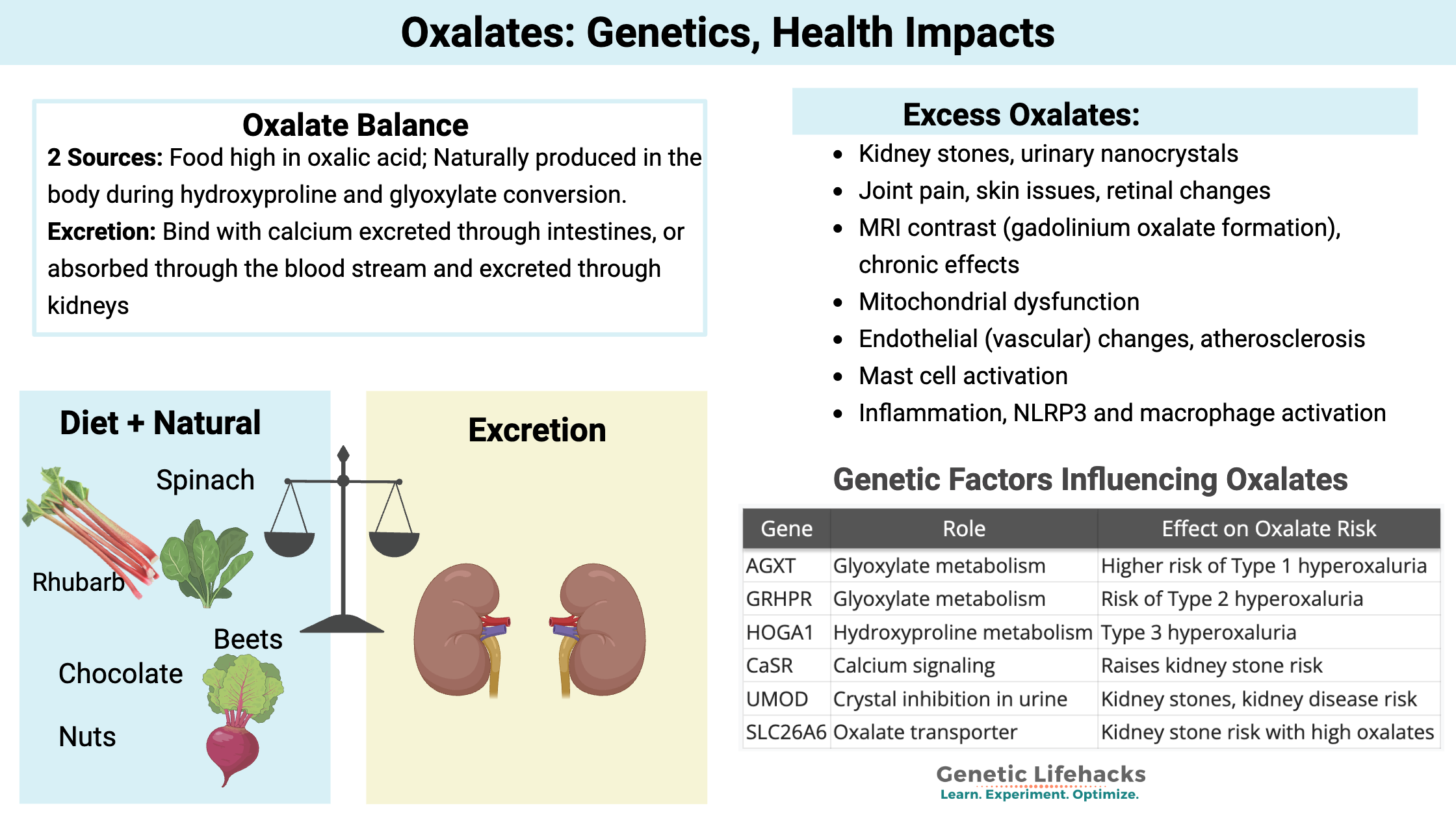 How your genes influence oxalate levels - graphical abstract
